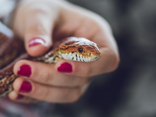 Corn snake in hand