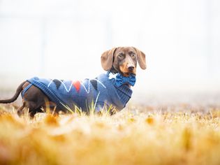 dog with a sweater on