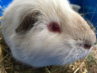 Himalayan guinea pig up close