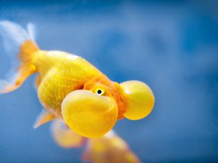 Bubble Eye Goldfish