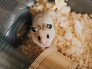 Pet hamster in cage