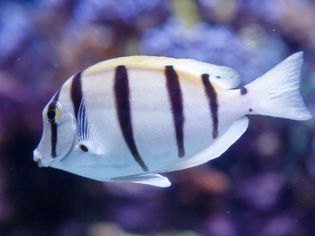 black sturgeonfish