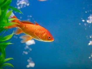 Goldfish in a tank