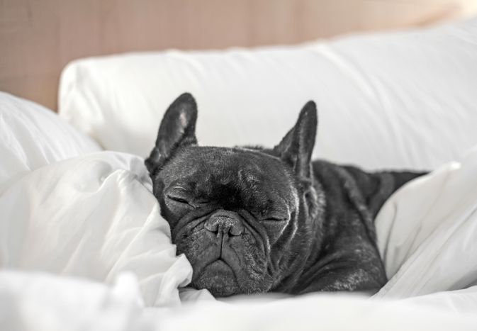 French Bulldog in pet-friendly hotel