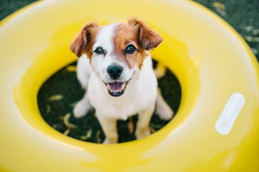 Puppy in summer pool tube