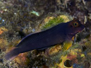 Redlip Blenny