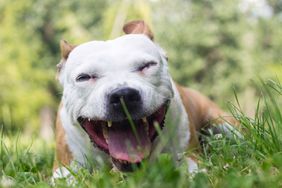 Dog up close with open mouth