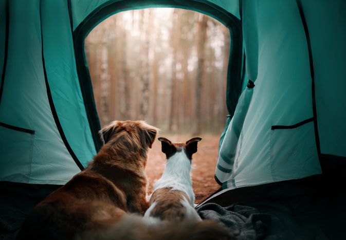 Dogs in a tent