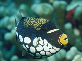 Clown Triggerfish