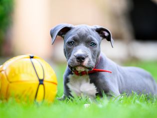 Pit Bull Names American Staffordshire Terrier puppy