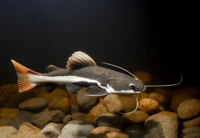 Red tail catfish