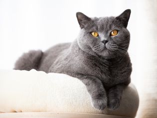 British Shorthair cat