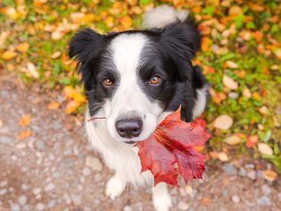 Border collie with fall leaves