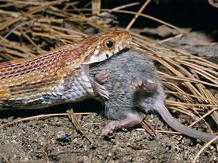 Corn snake eating