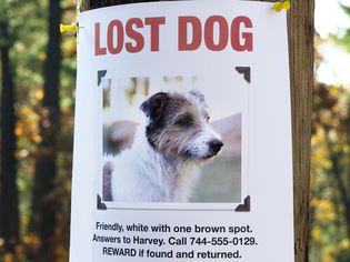 lost dog poster on a tree