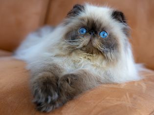 Himalayan Persian cat