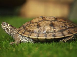 Mississippi map turtle