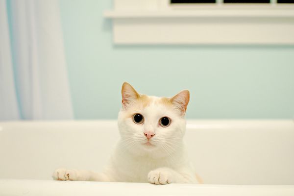 cat in the bathtub