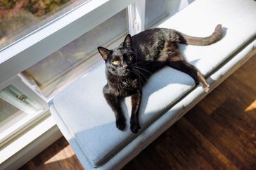 Cat lounging in sunlight indoors.