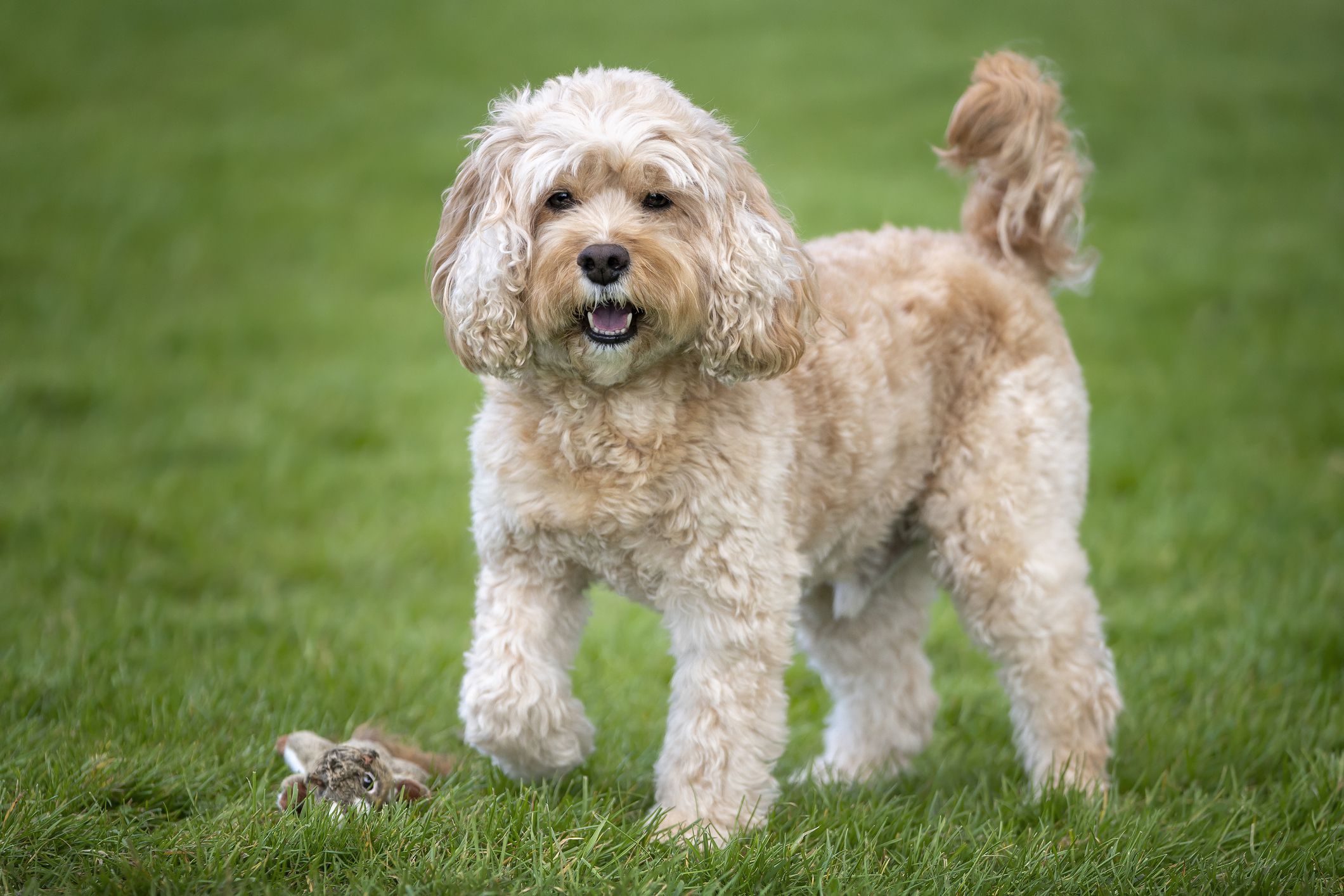 Cavapoo standing in grass with a toy.