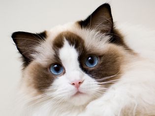 Closeup shot of a ragdoll cat's face