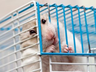 Hamster chewing on metal cage bar.