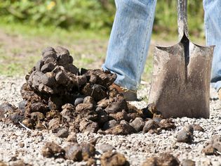 Horse manure beside shovel.