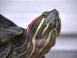 Red-Eared Slider