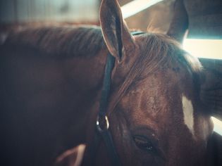 View of horse's head, eyes and ears.