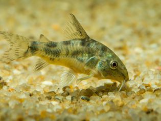 Pepper corydora sifting through substrate