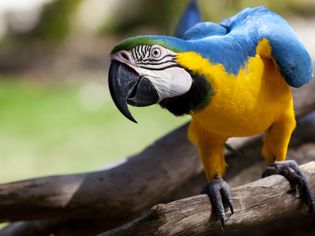 Macaw parrot