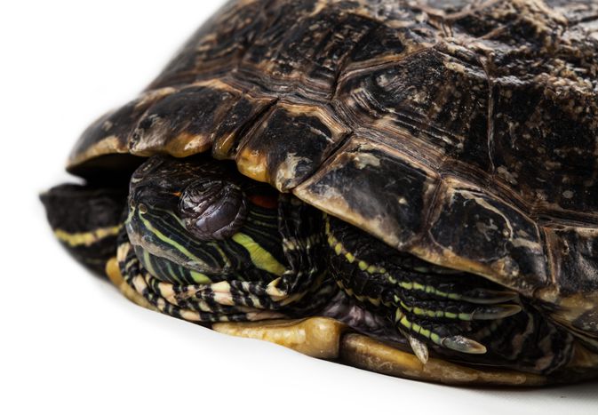 Red-eared slider with eyes closed and head tucked into shell.