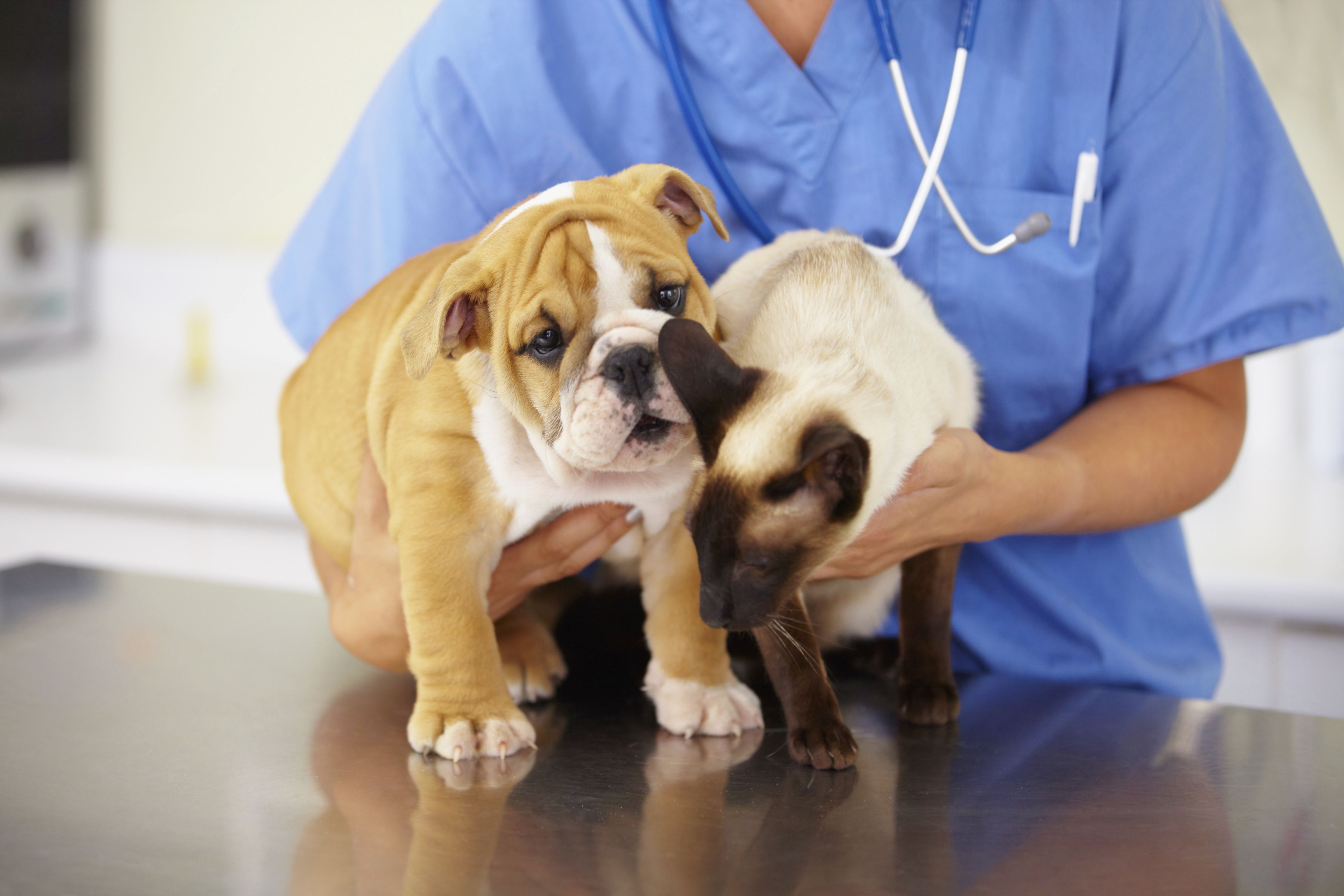 Cat and Dog at the Vet