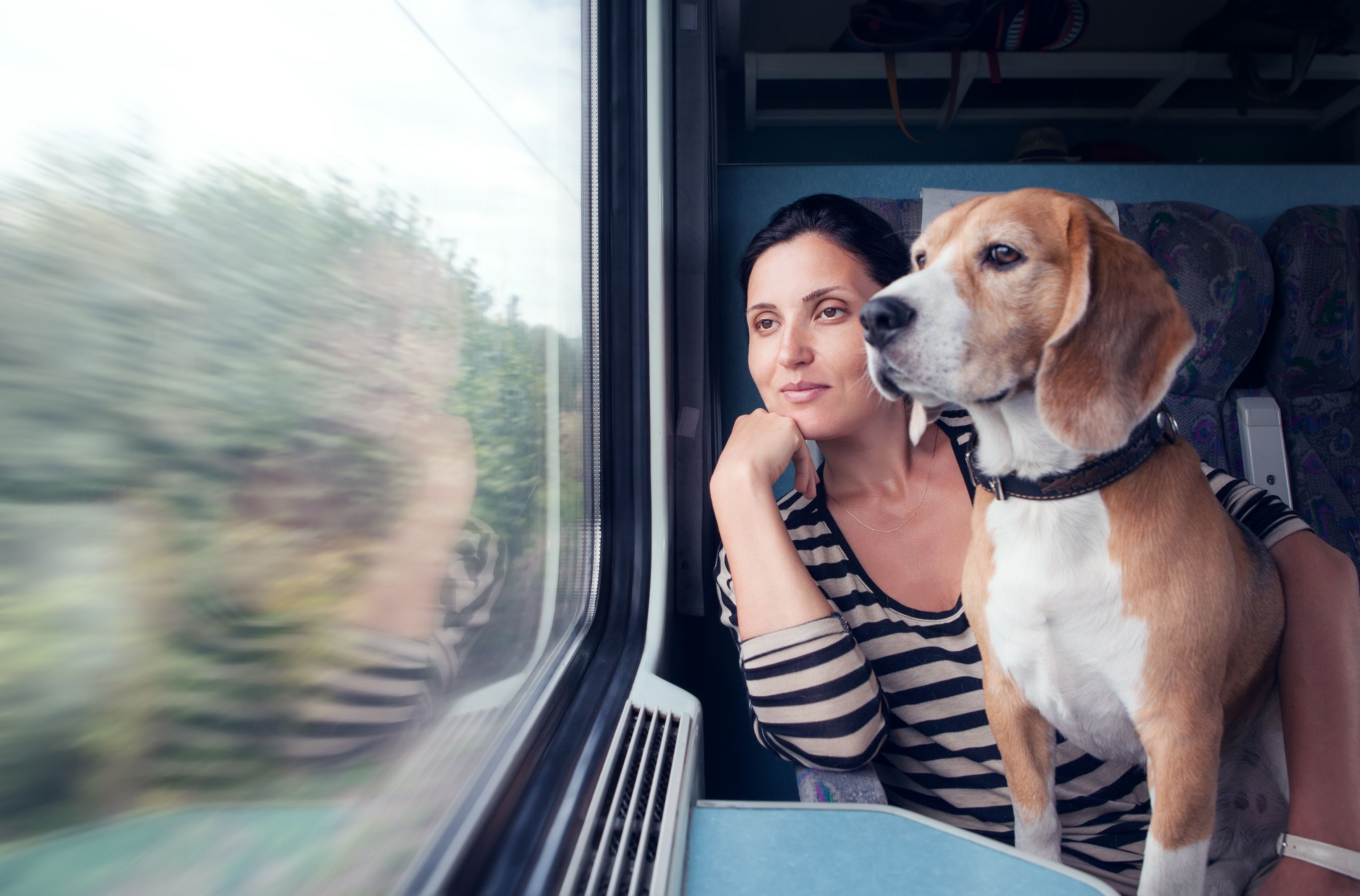 dog travels on train with owner