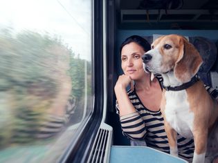 dog travels on train with owner