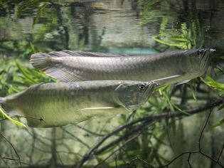 Two silver arowana in a planted aquarium