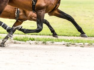 Trotting Horse