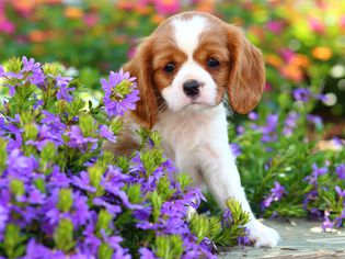 Cavalier King Charles Spaniel puppy spring flowers