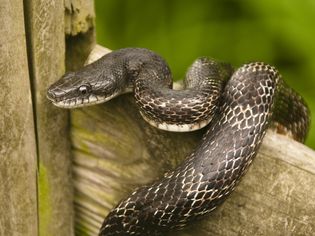 Black rat snake