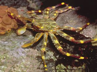 Sally Lightfoot Crab