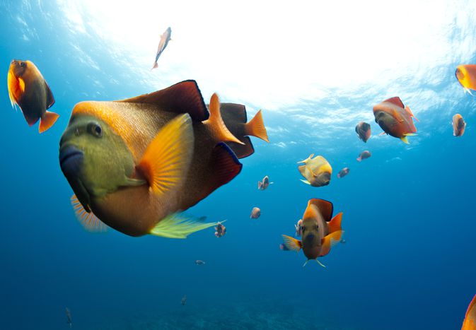 School of carion angelfishes