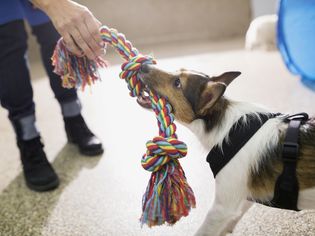 dog playing tug of war with a dog sitter