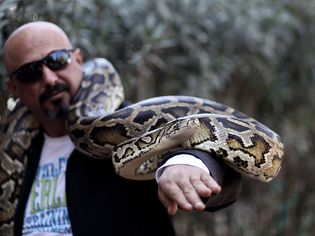 Reticulated python on a man's arm.