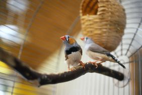 Zebra finch