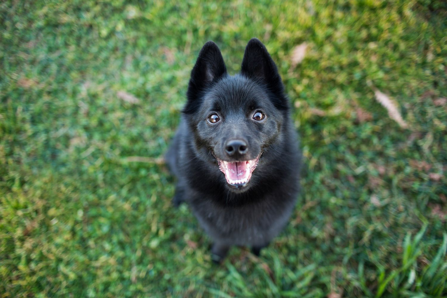 Happy Schipperke Dog Looking Up with Mouth Open