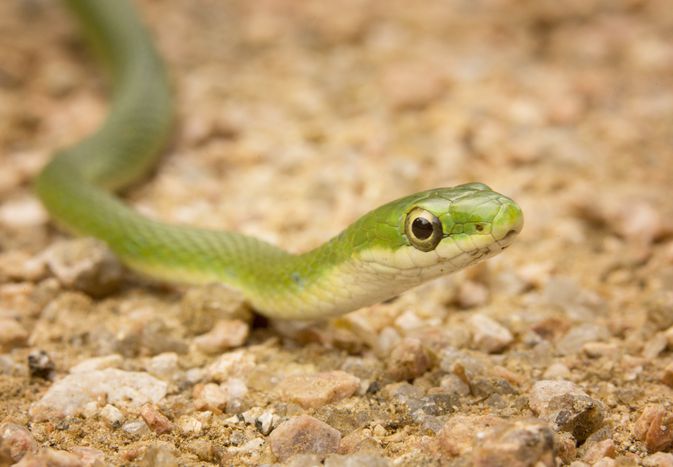 Rough green snake