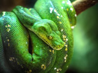 Green Tree Python