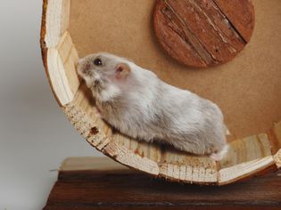 Campbells Dwarf Hamster running in bogie wheel