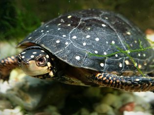 spotted turtle