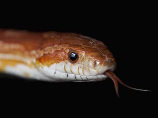 Corn snake up close